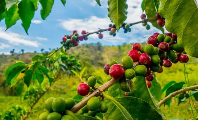 Produtores estão otimistas com safra de café
